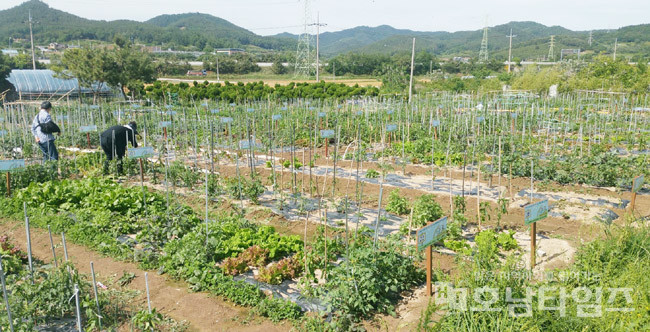 2020 전원마을 삼향동 주말농장 참가자 모집.