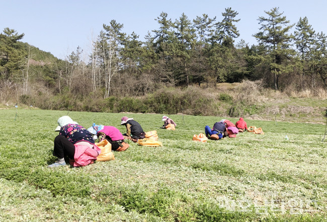함평군 학교면 함평참쑥 재배농가가 수확에 한창인 모습.