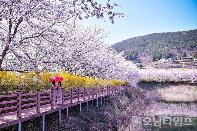 여수 돌산읍 승월마을 ‘봄 꽃 여행, 여수 봄 꽃으로 물들다’ 개최.