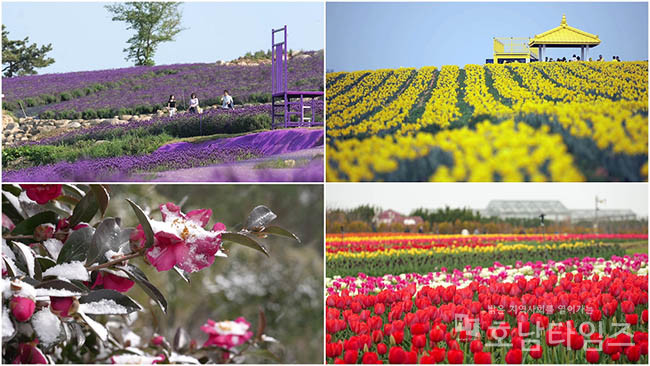 신안군, KBS 다큐ON ‘지역의 부활 365일 꽃이 피는 섬’ 방영.