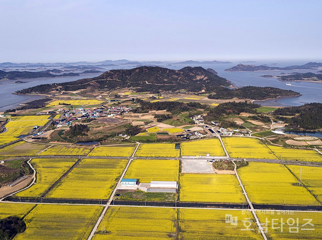 신안군 팔금 섬, 2024 유채꽃축제 개최 취소.