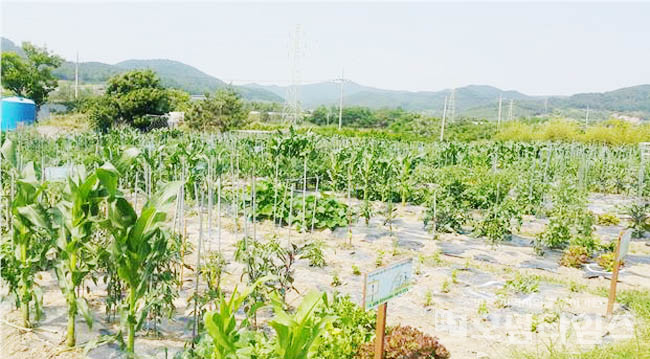 전원마을 목포시 삼향동, 주말농장 개장.