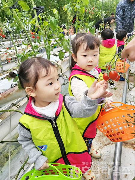 전남 무안군(군수 김산)은 23일과 24일 이틀간 청년창업농 경영실습 임대농장에서 푸른솔·둥지 어린이집 원아 40명을 대상으로 토마토 농장 체험학습을 운영했다.