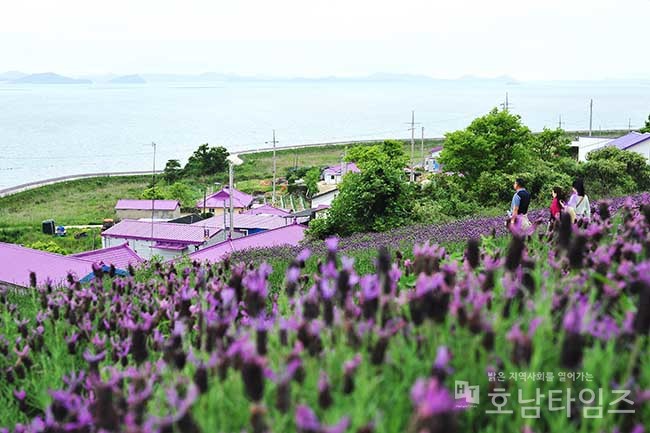 신안군 퍼플섬 라벤더 꽃축제 ,전국에서 3만여 명 다녀갔다.
