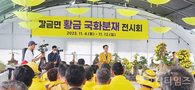 신안군 팔금면. “황금 국화분재 전시회” 개최.
