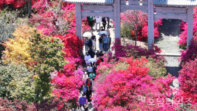 강진군 봄꽃 축제장 상공에서 드론으로 촬영한 모습.